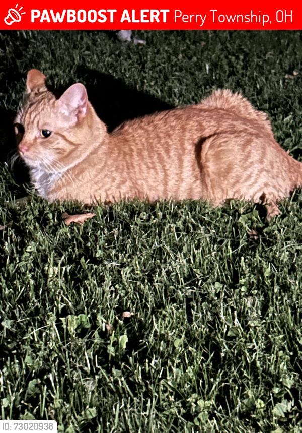 Lost Male Cat last seen DeeMar allotment, Perry Township, OH 44662