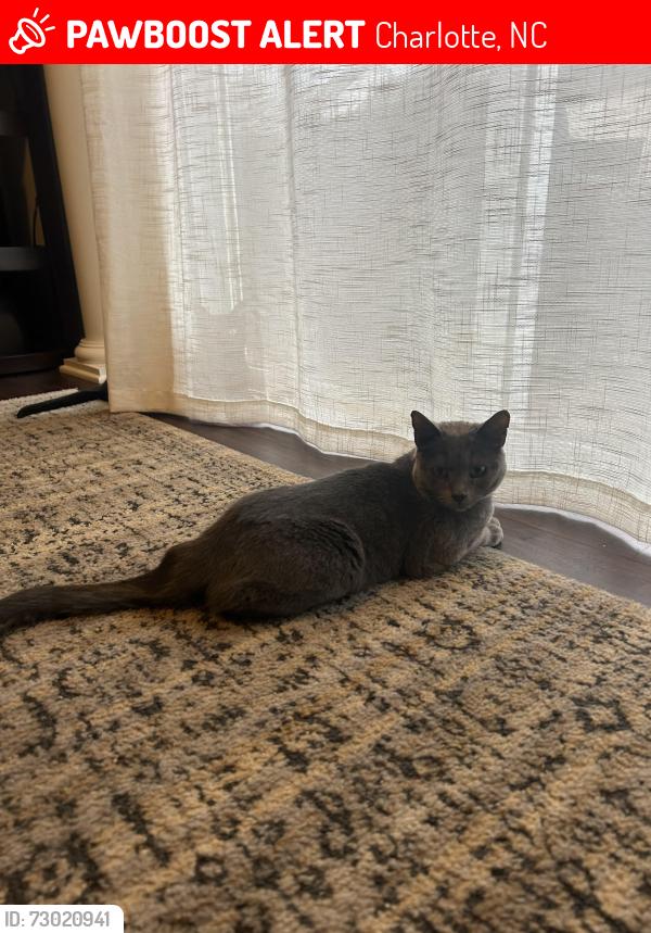 Lost Female Cat last seen Old Stone Crossing, Sidney Crest Ave, Charlotte, NC 28213
