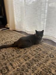 Lost Female Cat last seen Old Stone Crossing, Sidney Crest Ave, Charlotte, NC 28213