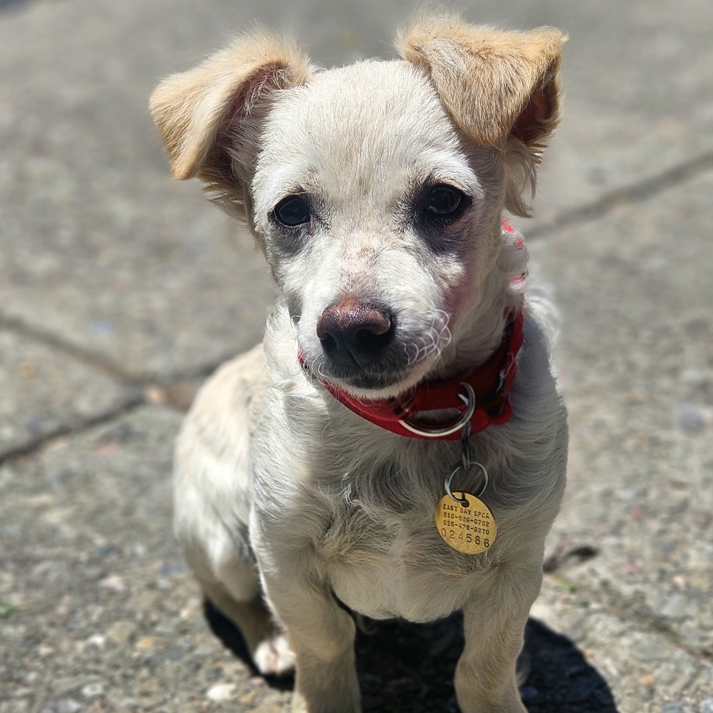 Shelter Stray Male Dog last seen Near Monarch Bay Drive, SAN LEANDRO, CA, 94577, 8323 Baldwin St, Oakland, CA 94621, USA