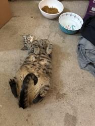 Reunited Male Cat last seen Backyard, Boise, ID 83709