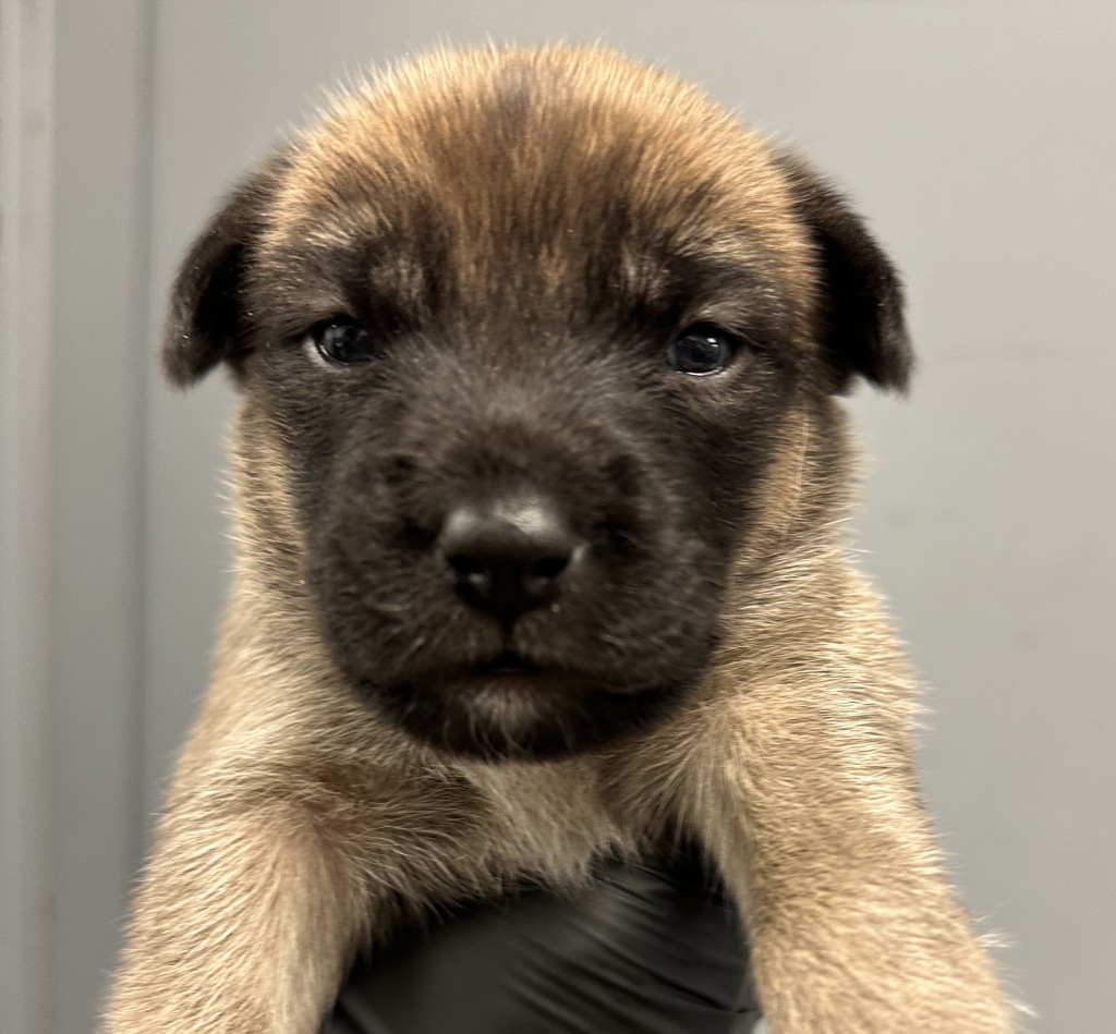 Shelter Stray Male Dog last seen Near L Street, San Diego, CA, 92102, 5500 Gaines St, San Diego, CA 92110, USA