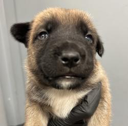Shelter Stray Female Dog last seen Near L Street, San Diego, CA, 92102, 5500 Gaines St, San Diego, CA 92110, USA