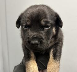 Shelter Stray Female Dog last seen Near L Street, San Diego, CA, 92102, 5500 Gaines St, San Diego, CA 92110, USA