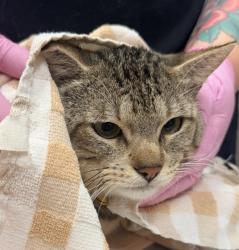 Shelter Stray Male Cat last seen Apt 542,8181 Allison Avenue, La Mesa, CA, 91941, El Cajon, CA 92020, USA