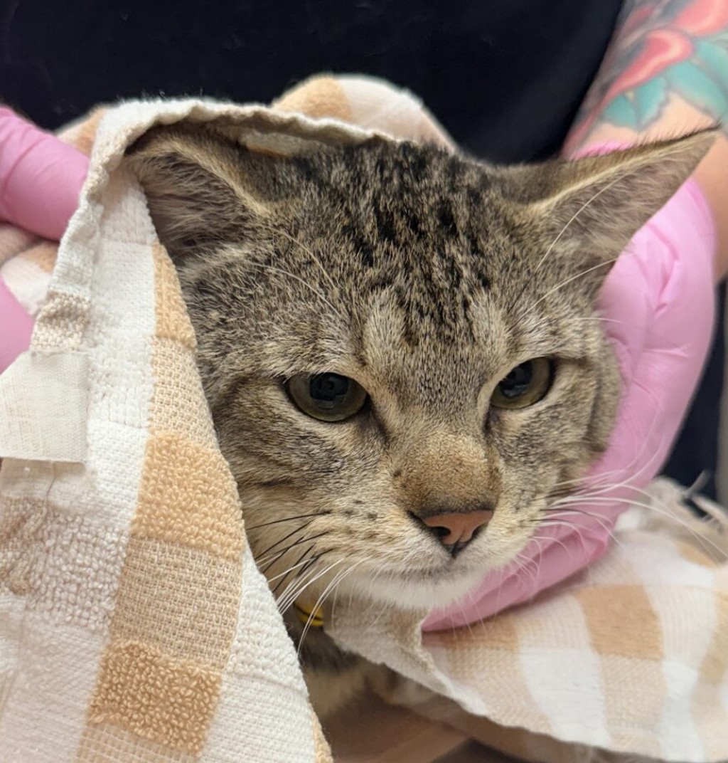 Shelter Stray Male Cat last seen Apt 542,8181 Allison Avenue, La Mesa, CA, 91941, El Cajon, CA 92020, USA