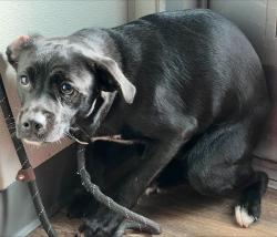 Shelter Stray Male Dog last seen 7/11, San Diego, CA, 92110, 5500 Gaines St, San Diego, CA 92110, USA
