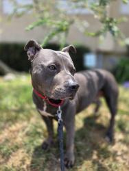 Shelter Stray Male Dog last seen Cowles Mt. Boulevard, San Diego, CA, 92119, 5500 Gaines St, San Diego, CA 92110, USA