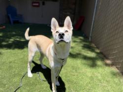 Shelter Stray Male Dog last seen Quince Street, Escondido, CA, 92025, Escondido, CA 92027, USA