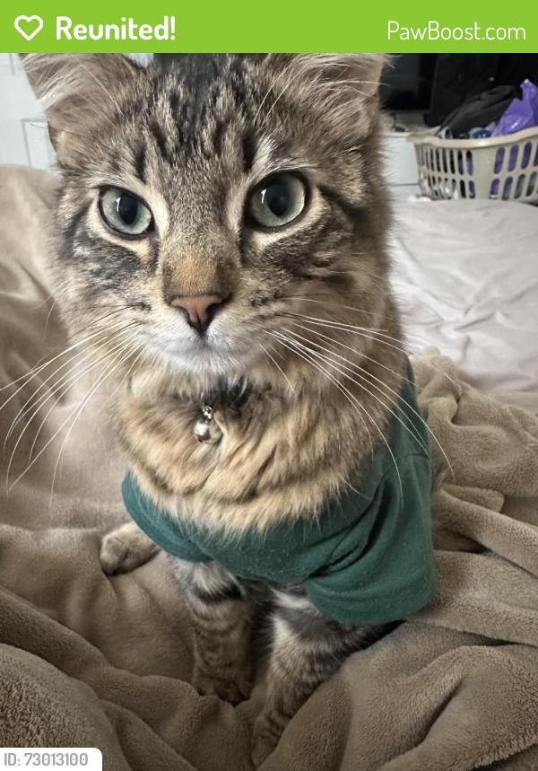 Reunited Male Cat last seen N North Ave, Milwaukee, WI 53212