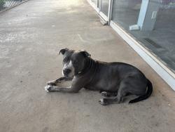 Found/Stray Female Dog last seen 36th and may, Oklahoma City, OK 73112