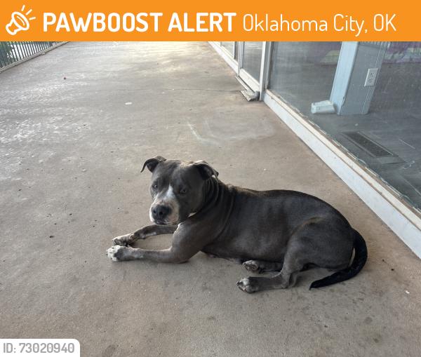 Found/Stray Female Dog last seen 36th and may, Oklahoma City, OK 73112