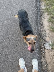Found/Stray Unknown Dog last seen Walking towards Agnew on Oklahoma South River trail, Oklahoma City, OK 73108