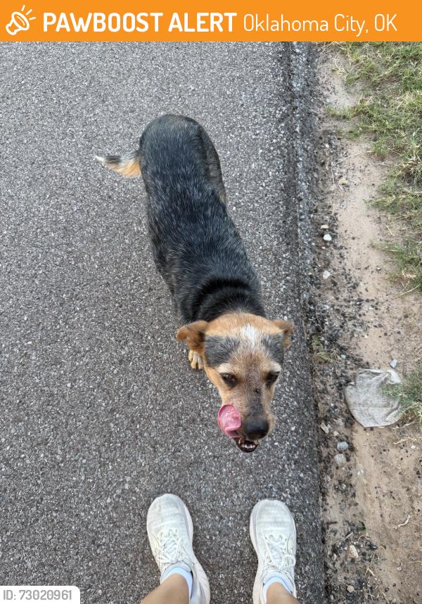 Found/Stray Unknown Dog last seen Walking towards Agnew on Oklahoma South River trail, Oklahoma City, OK 73108
