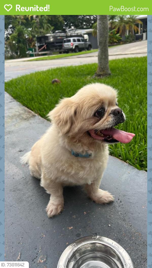 Reunited Male Dog last seen Near SW 57 TH, DAVIE, 33314, Davie, FL 33314