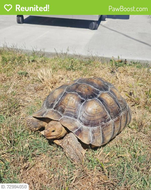 Reunited Unknown Reptile last seen Indian Hill Blvd and Lincoln Ave, Pomona, CA 91767
