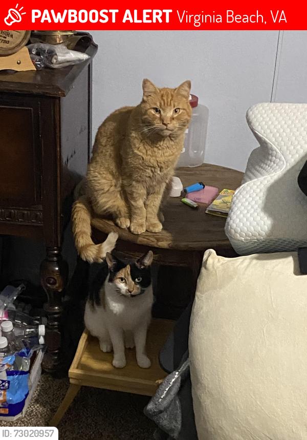 Lost Male Cat last seen Behind the bjs near palms apmts/3504 Alcott road, Virginia Beach, VA 23452
