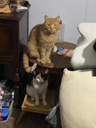 Lost Male Cat last seen Behind the bjs near palms apmts/3504 Alcott road, Virginia Beach, VA 23452
