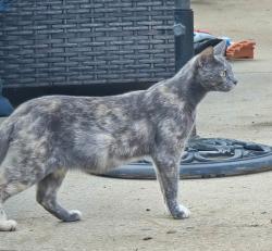Found/Stray Unknown Cat last seen Milford Church Road, Greenville County, SC 29687
