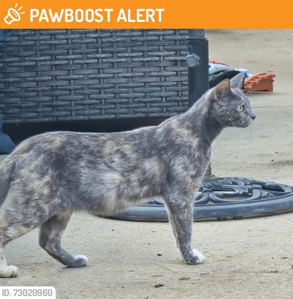 Found/Stray Unknown Cat last seen Milford Church Road, Greenville County, SC 29687