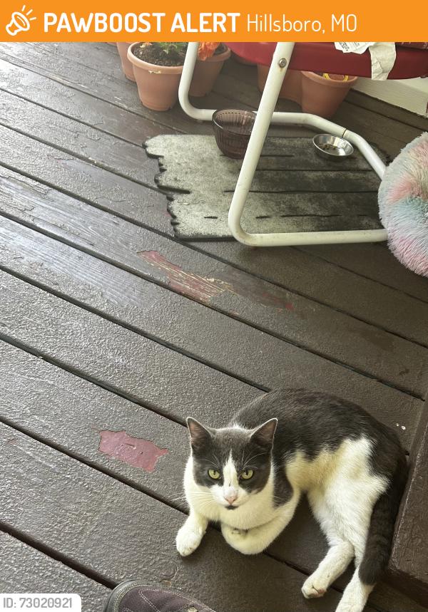 Found/Stray Male Cat last seen Valle Ambulance Department, Hillsboro, MO 63050
