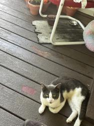 Found/Stray Male Cat last seen Valle Ambulance Department, Hillsboro, MO 63050