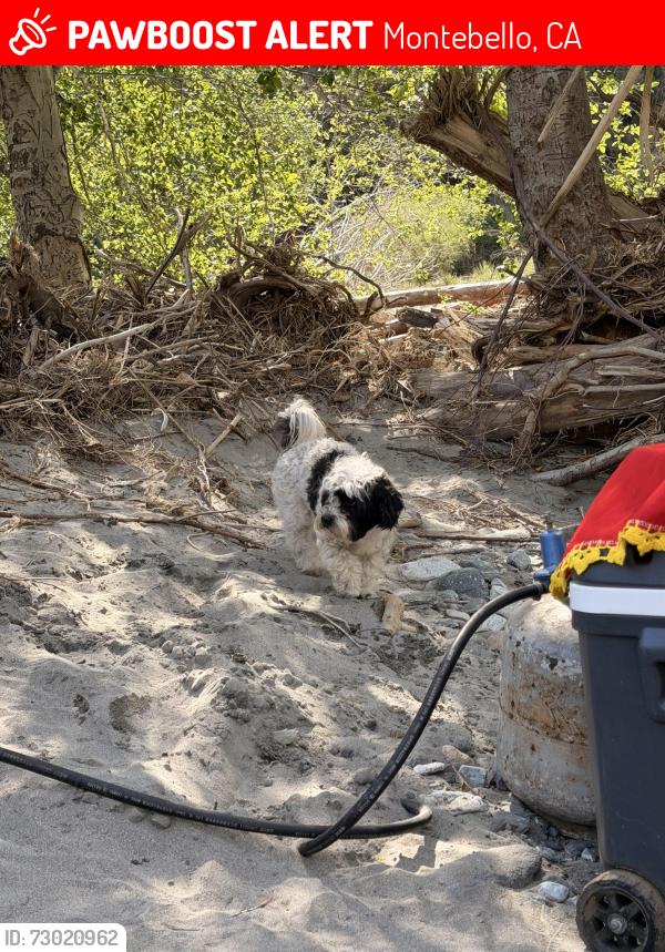 Lost Male Dog last seen N 1st St and E Lincoln Ave , Montebello, CA 90640
