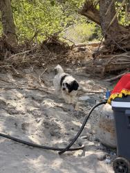 Lost Male Dog last seen N 1st St and E Lincoln Ave , Montebello, CA 90640