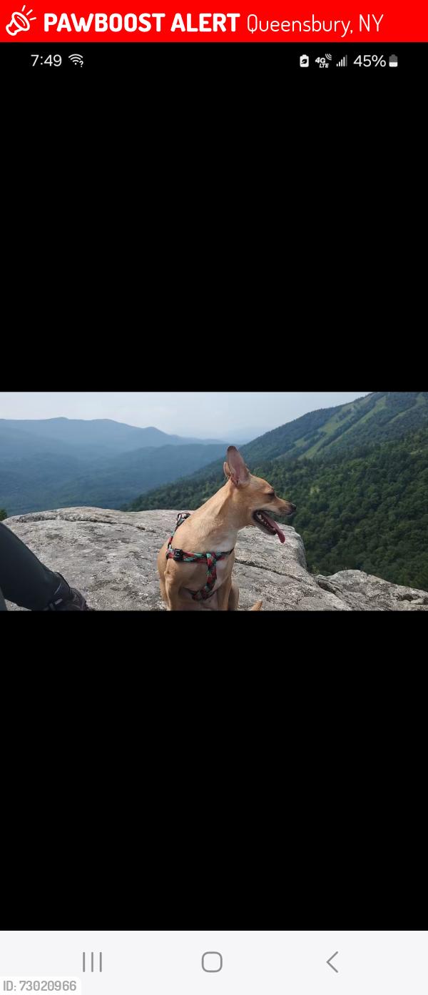 Lost Female Dog last seen Fowler square apmts and schemerhorn apmts across street, Queensbury, NY 12804