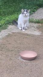 Found/Stray Unknown Cat last seen Elyria Avenue, Lorain, OH 44055