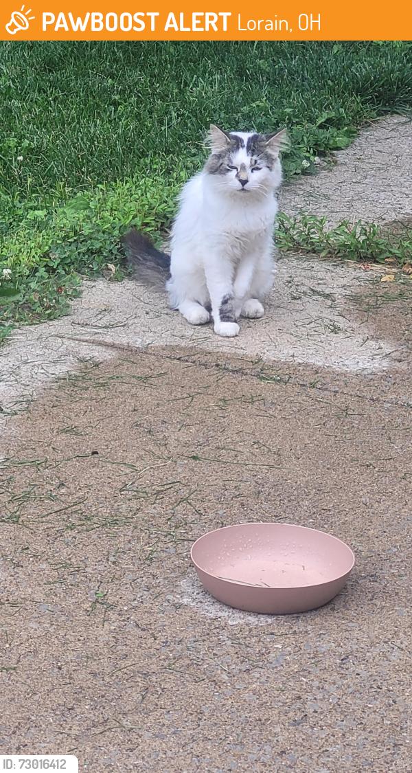 Found/Stray Unknown Cat last seen Elyria Avenue, Lorain, OH 44055