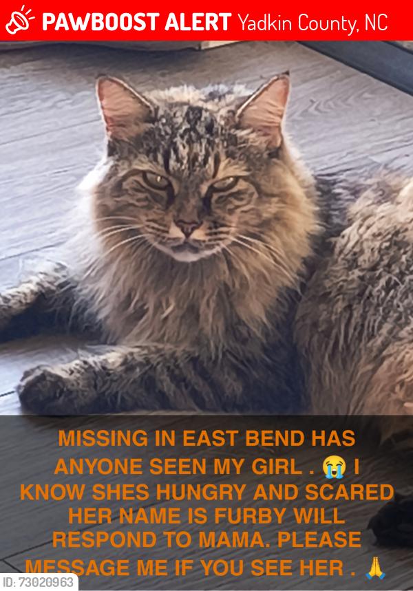 Lost Female Cat last seen Smitherman Rd Highway 67 East Bend, Yadkin County, NC 27018