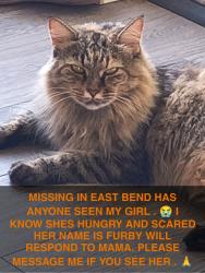Lost Female Cat last seen Smitherman Rd Highway 67 East Bend, Yadkin County, NC 27018