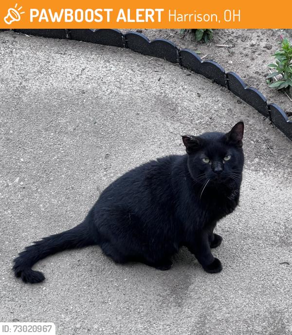 Found/Stray Unknown Cat last seen Harrison Ave, Harrison, OH 45030