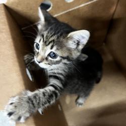 Shelter Stray Female Cat last seen , 3607 N Armenia Ave, Tampa, FL 33607, USA