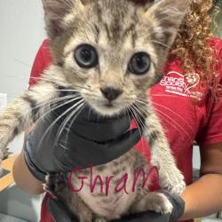 Shelter Stray Male Cat last seen , 3607 N Armenia Ave, Tampa, FL 33607, USA