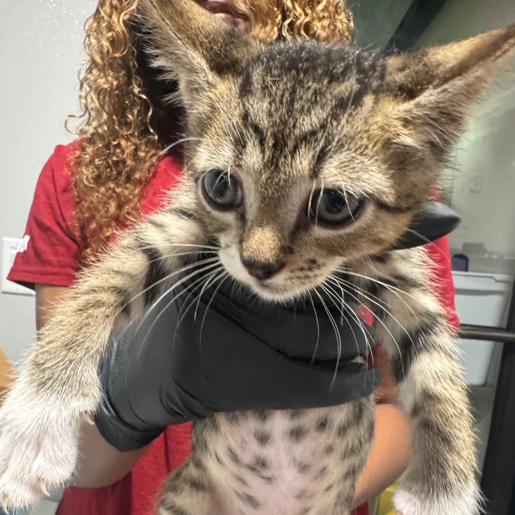 Shelter Stray Male Cat last seen , 3607 N Armenia Ave, Tampa, FL 33607, USA