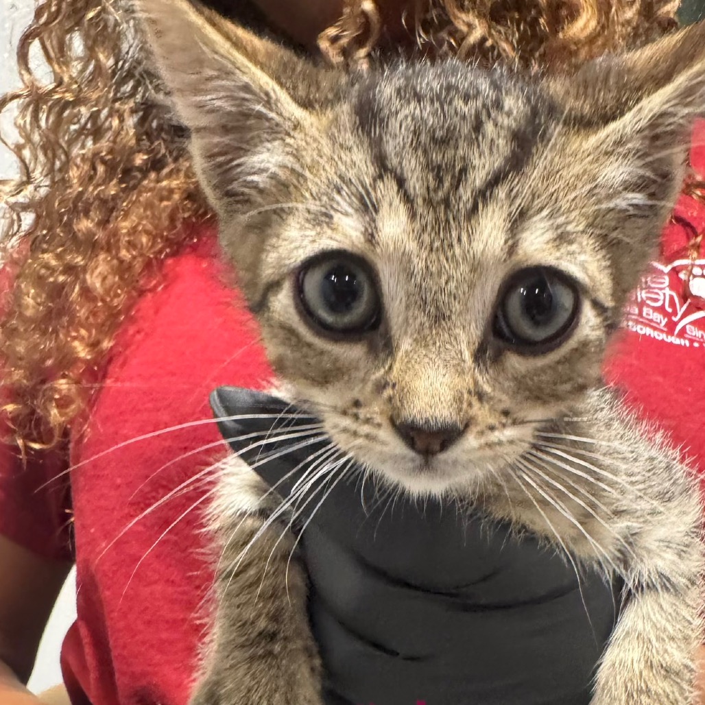 Shelter Stray Male Cat last seen , 3607 N Armenia Ave, Tampa, FL 33607, USA