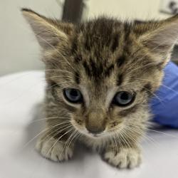 Shelter Stray Male Cat last seen , 3607 N Armenia Ave, Tampa, FL 33607, USA