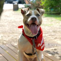 Shelter Stray Male Dog last seen , Animal Care & Control Team of Philly, 111 W Hunting Park Ave, Philadelphia, PA 19140, USA