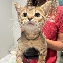 Shelter Stray Female Cat last seen , 3607 N Armenia Ave, Tampa, FL 33607, USA