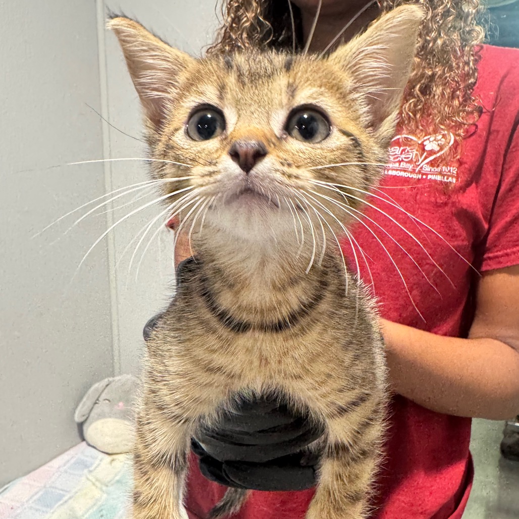 Shelter Stray Female Cat last seen , 3607 N Armenia Ave, Tampa, FL 33607, USA