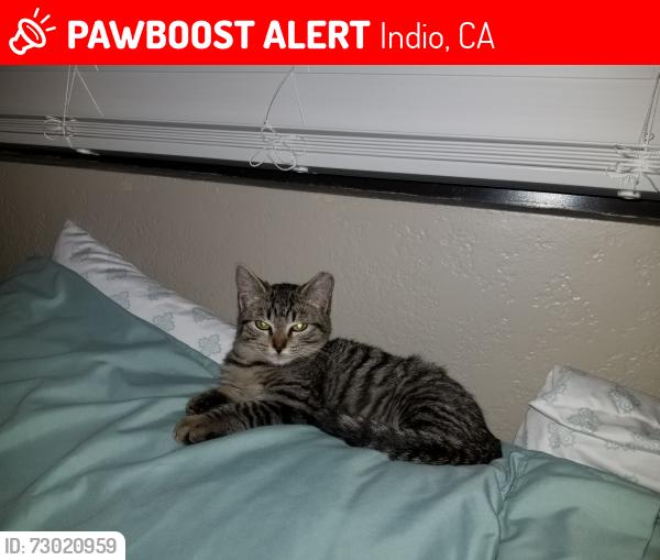 Lost Female Cat last seen Hotel at Indian Palms Country Club, Indio, CA 92201
