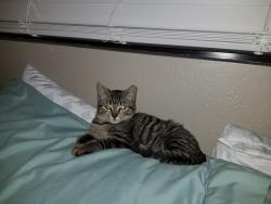 Lost Female Cat last seen Hotel at Indian Palms Country Club, Indio, CA 92201