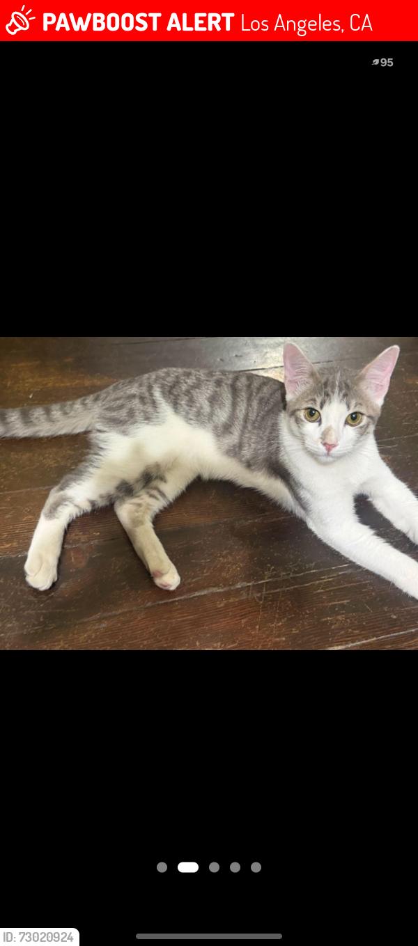 Lost Male Cat last seen E 83rd St between Hooper & Compton Ave, Los Angeles, CA 90001