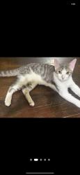 Lost Male Cat last seen E 83rd St between Hooper & Compton Ave, Los Angeles, CA 90001