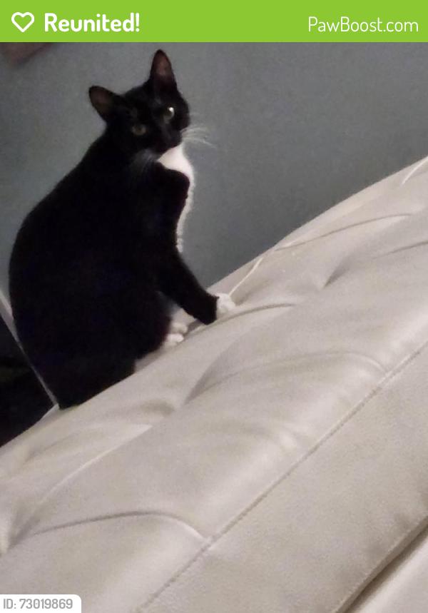 Reunited Female Cat last seen Near Magellan Dr , Sarasota, FL 34243