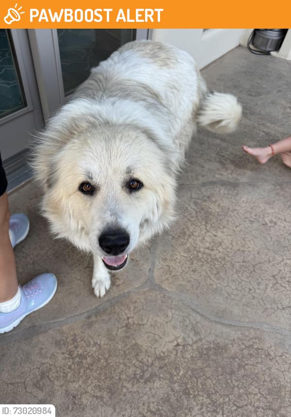 Found/Stray Male Dog last seen Sw 30th/Santa Fe lake (Adam’s) Towanda, Towanda Township, KS 67144