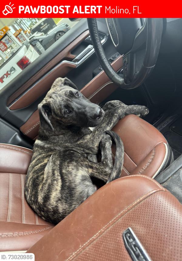 Lost Male Dog last seen Highway 95, Molino, FL 32577