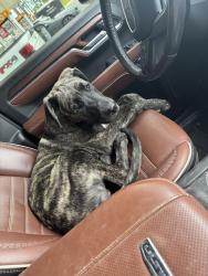 Lost Male Dog last seen Highway 95, Molino, FL 32577